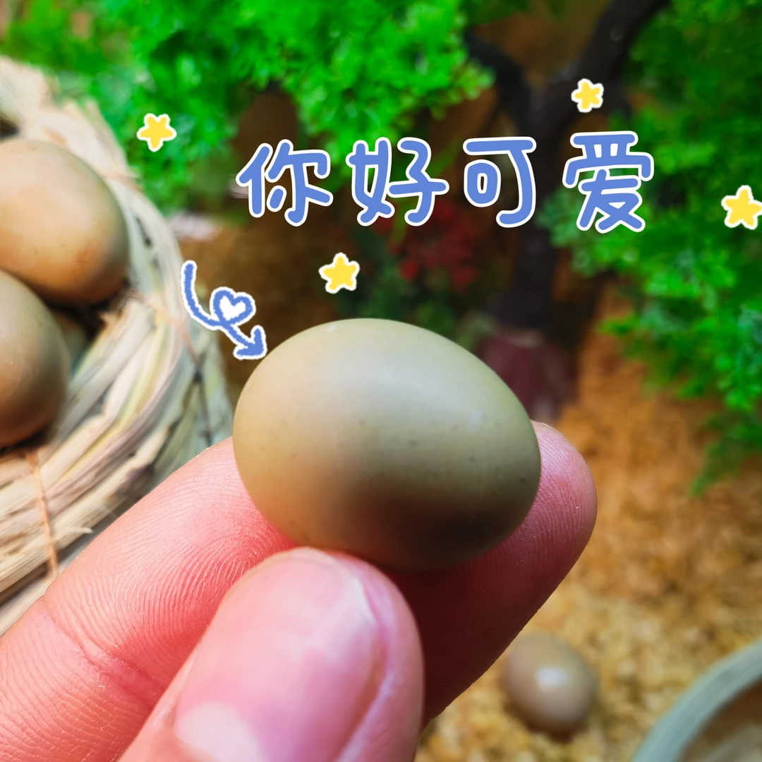 芦丁鸡蛋宠物鸡蛋可符化蛋网红迷你鸡蛋精品德系全色新鲜鸡蛋