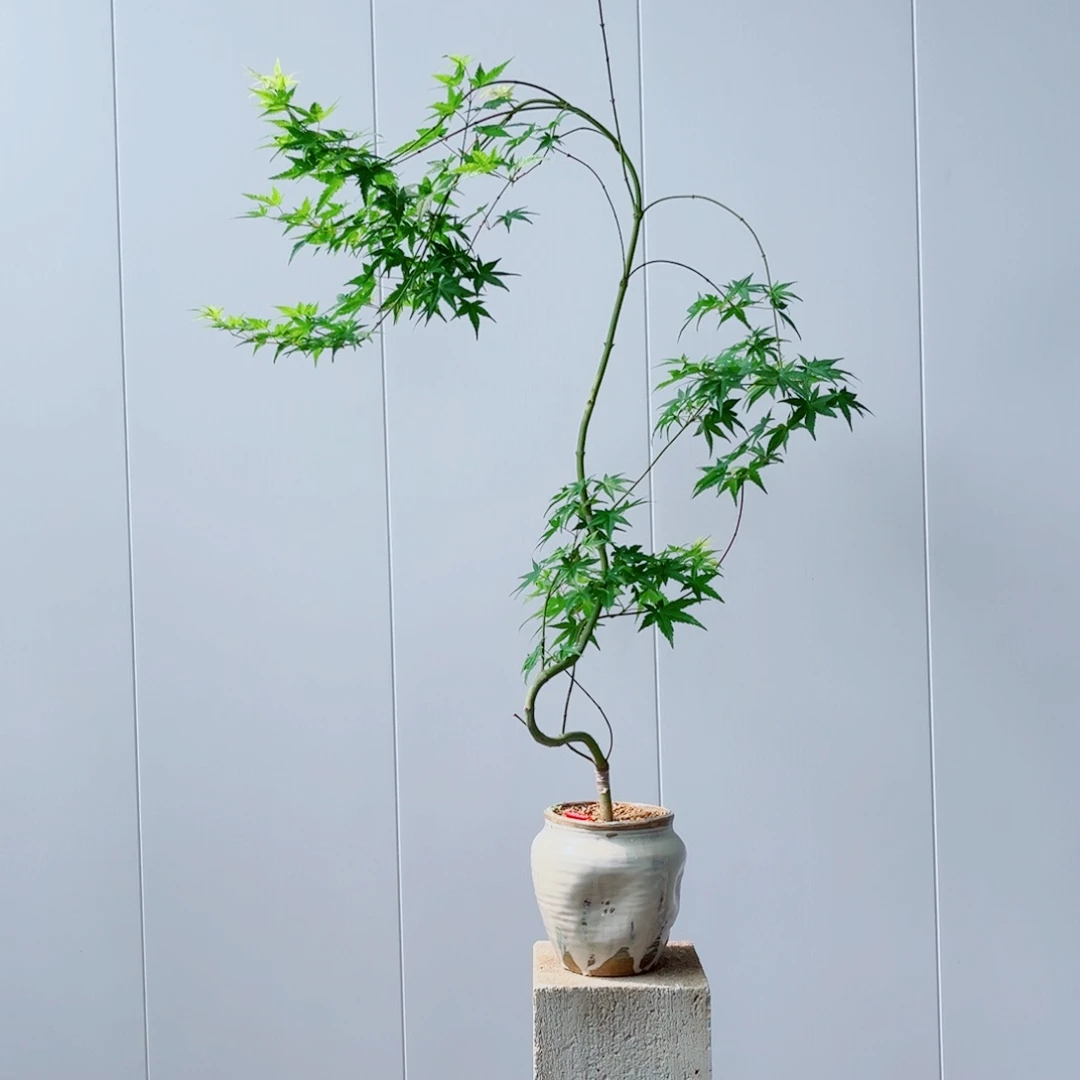 陶瓷8910 带盆发货