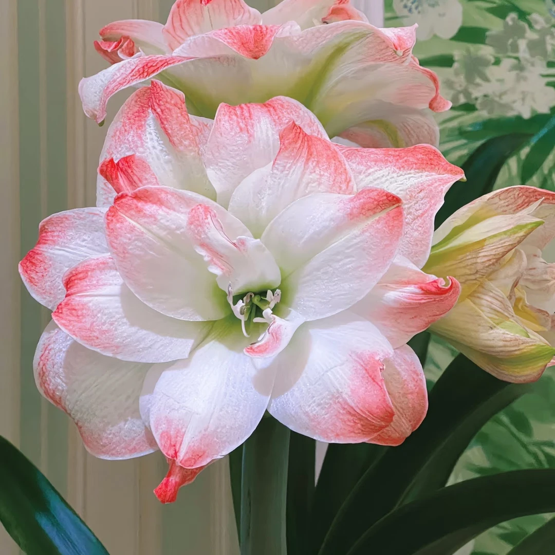 戴斯系列超级大花朱顶红大花重瓣包品种