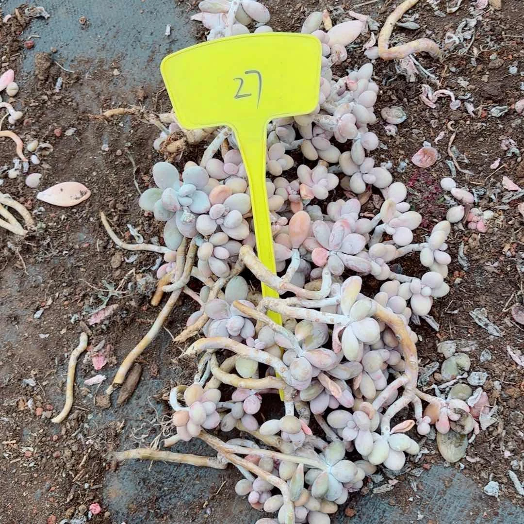 白****）桃蛋散装不售后27。