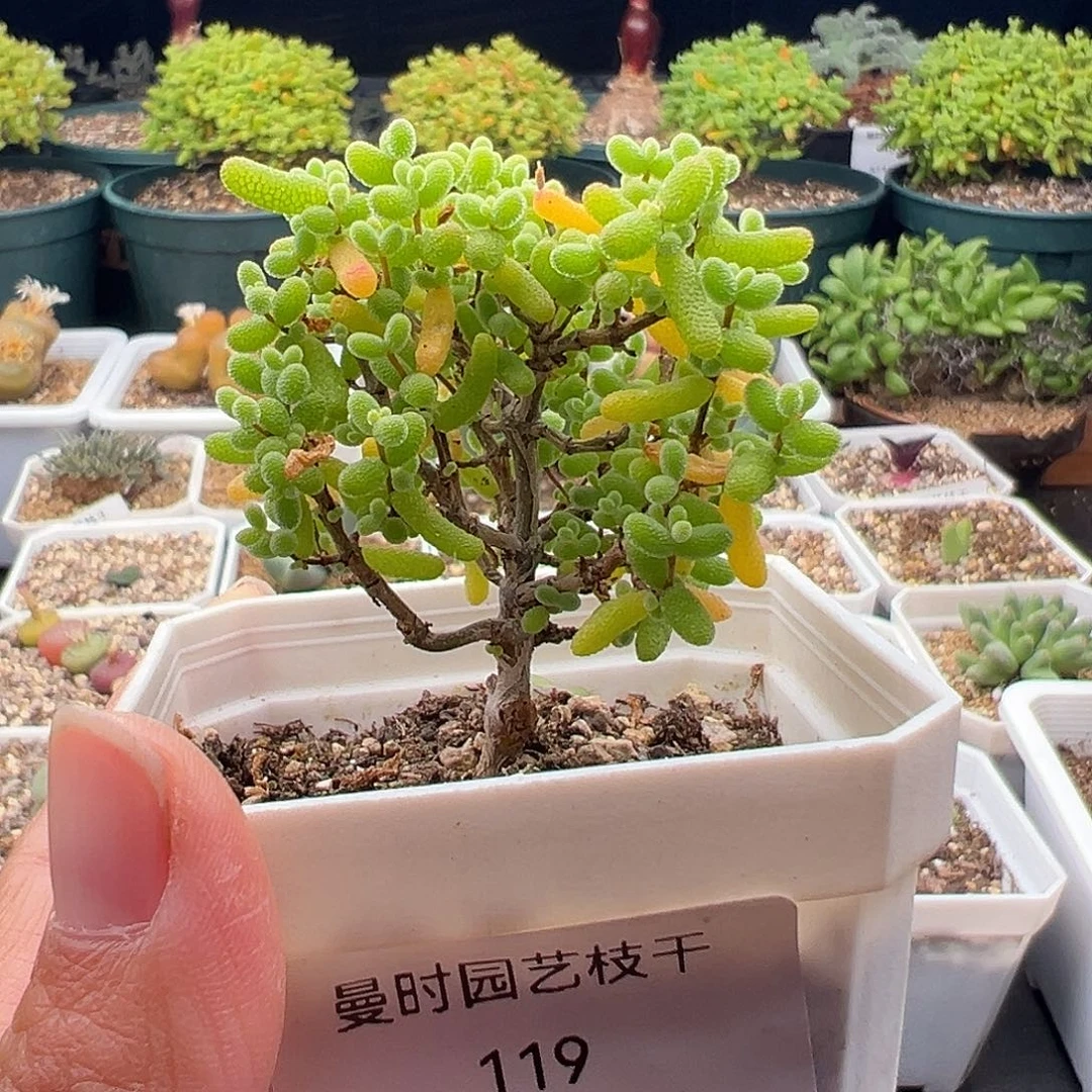 119号密橘糖球11.20多肉