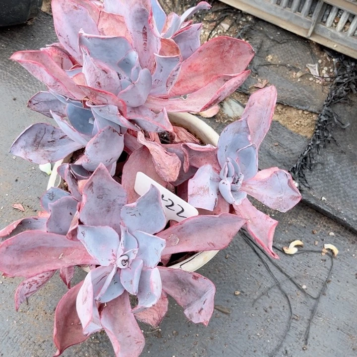 晨语多肉一物一拍+22