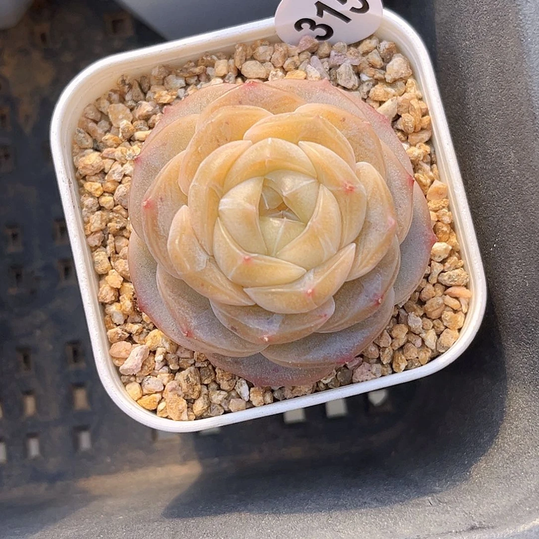 315  月宴珍妮 满18包邮