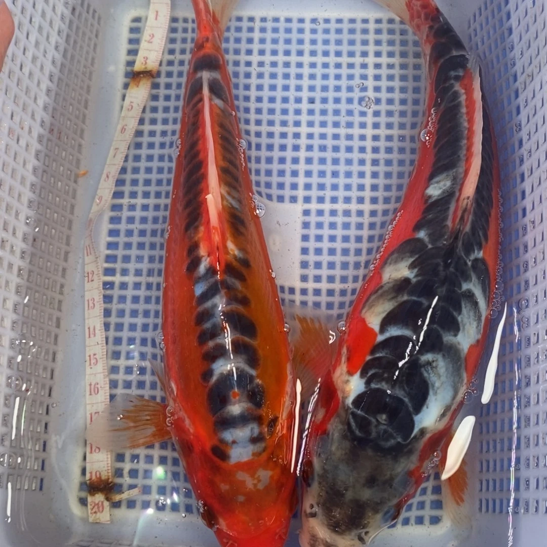 锦鲤冷水锦鲤包邮