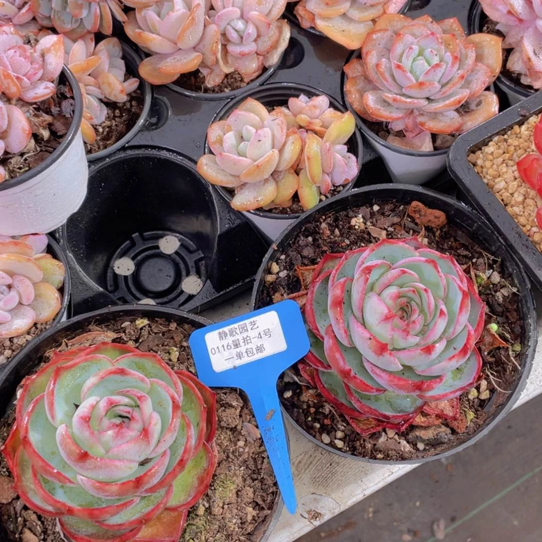 0116-4-圆叶精品惊鸿仙子福利