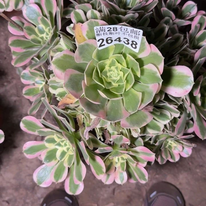 26438白凤多肉植物