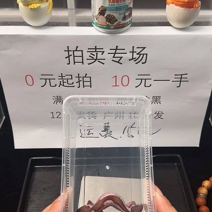 肥尾守宫在生尾奥祖弟弟99封顶！