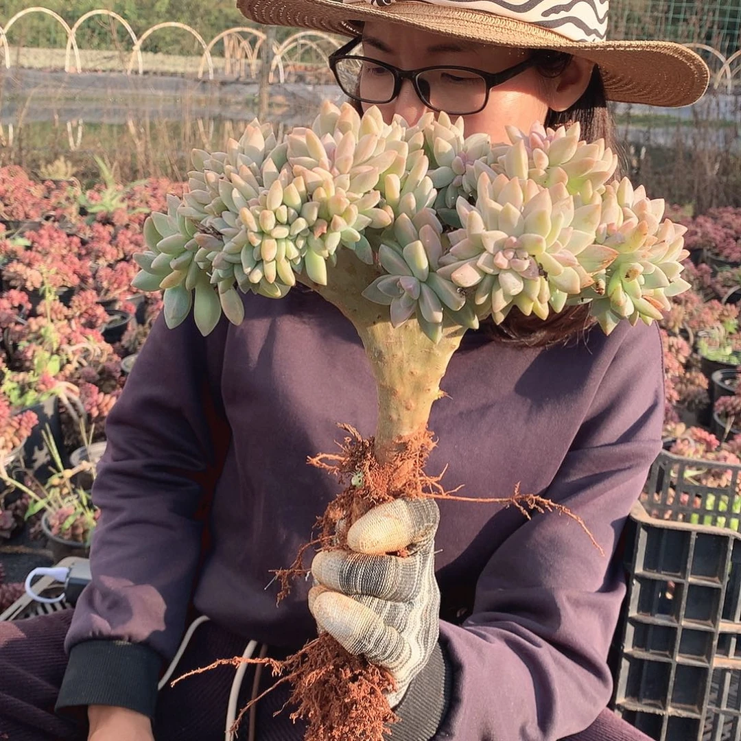 444 淡雪缀 一物一拍