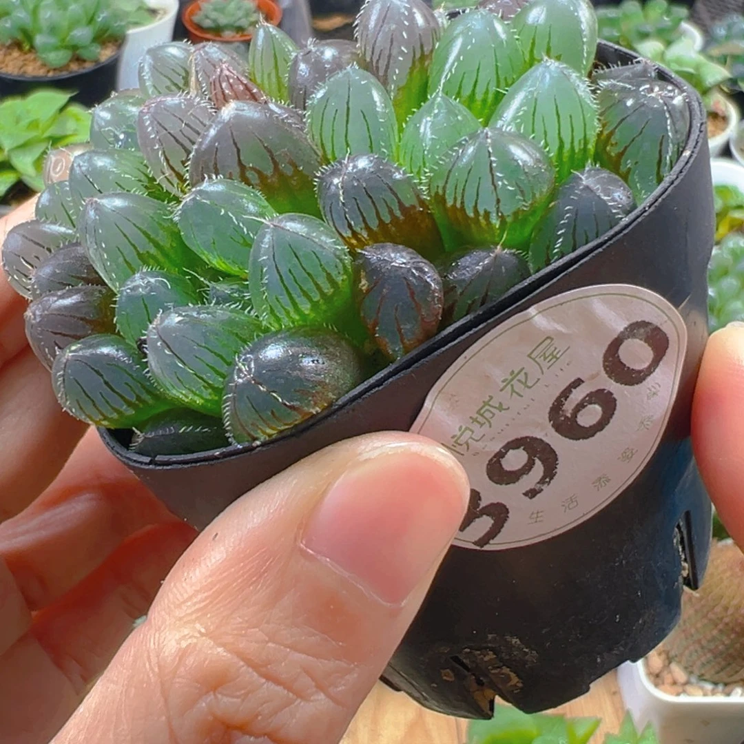 3960多肉植物一颗多肉