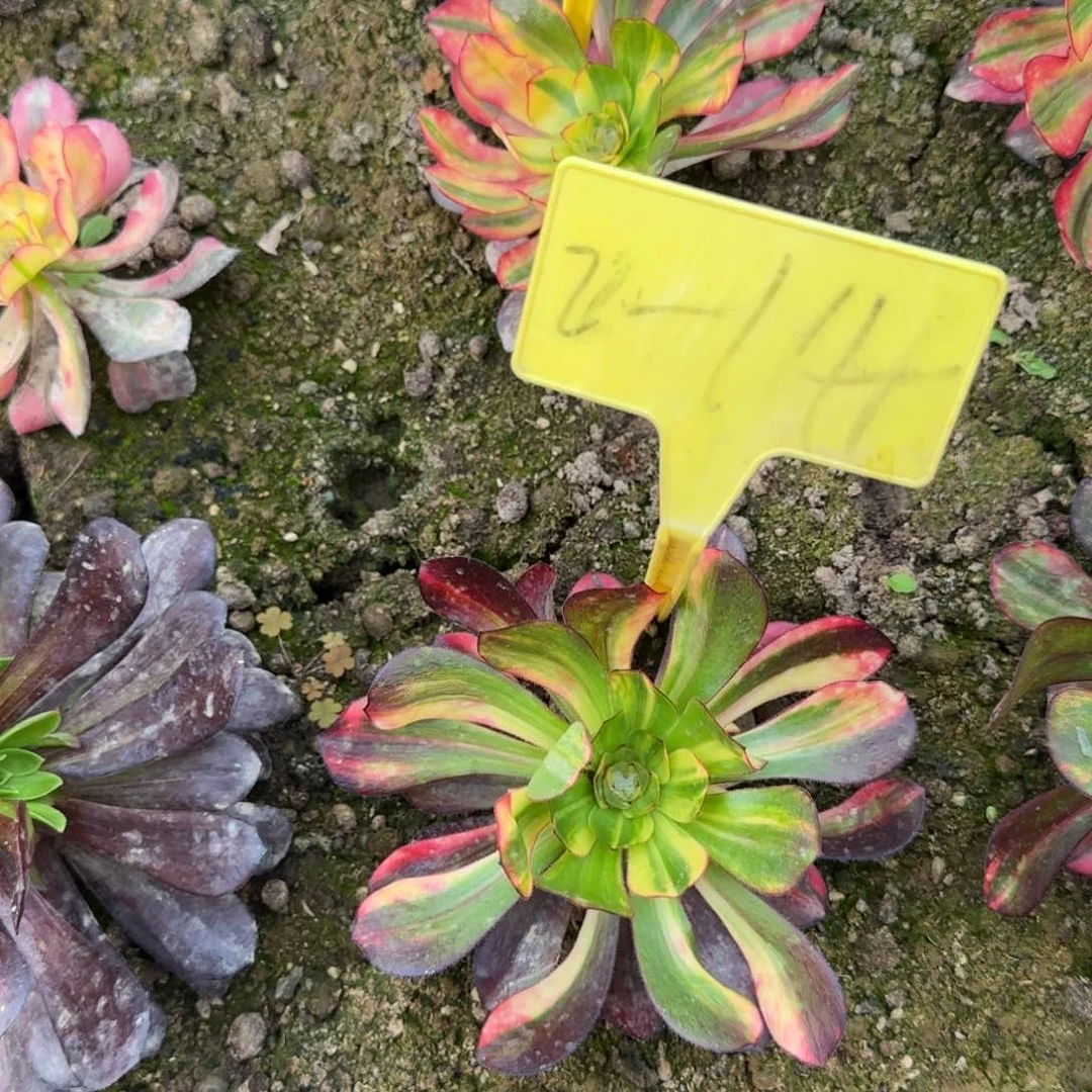 灼**禾2-14--多头多肉植物