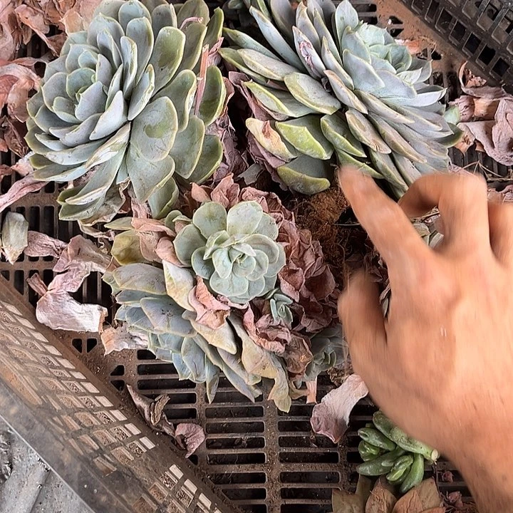 小***小蓝色惊喜9.99处理多肉植物