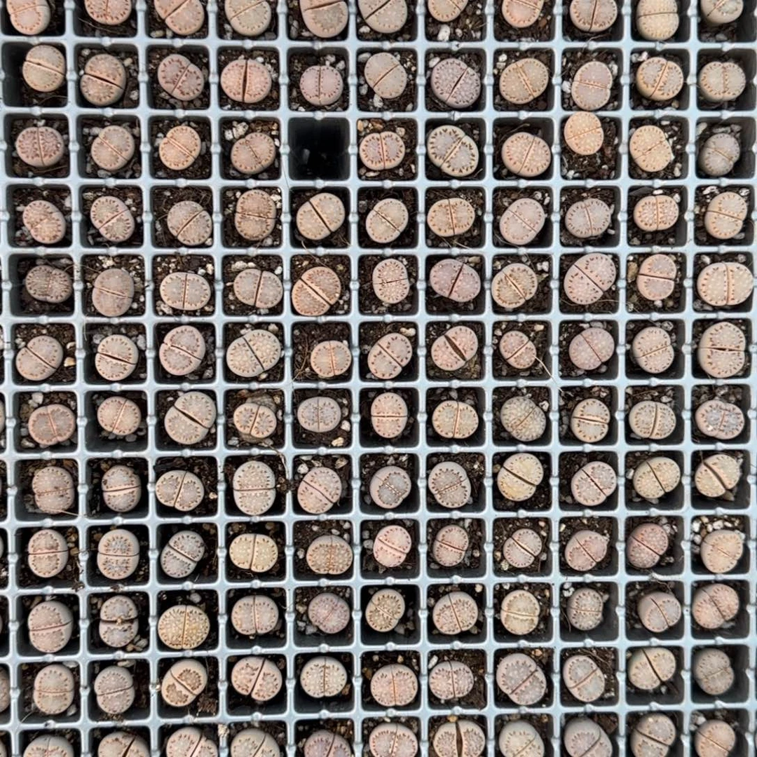 小***了9845。默认脱土。18包邮。偏远88包邮