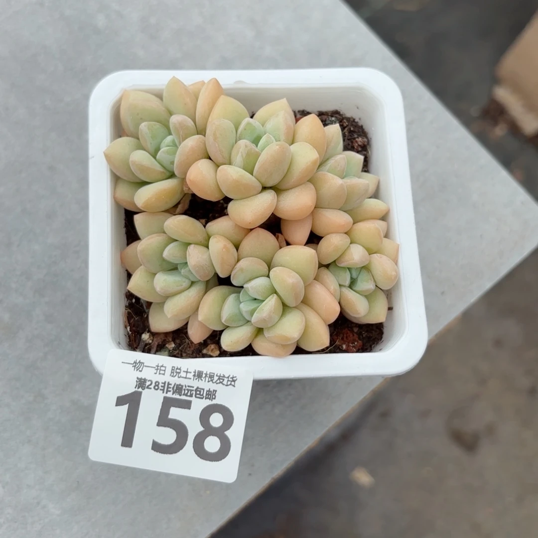 泡泡糖老桩无盆土发货