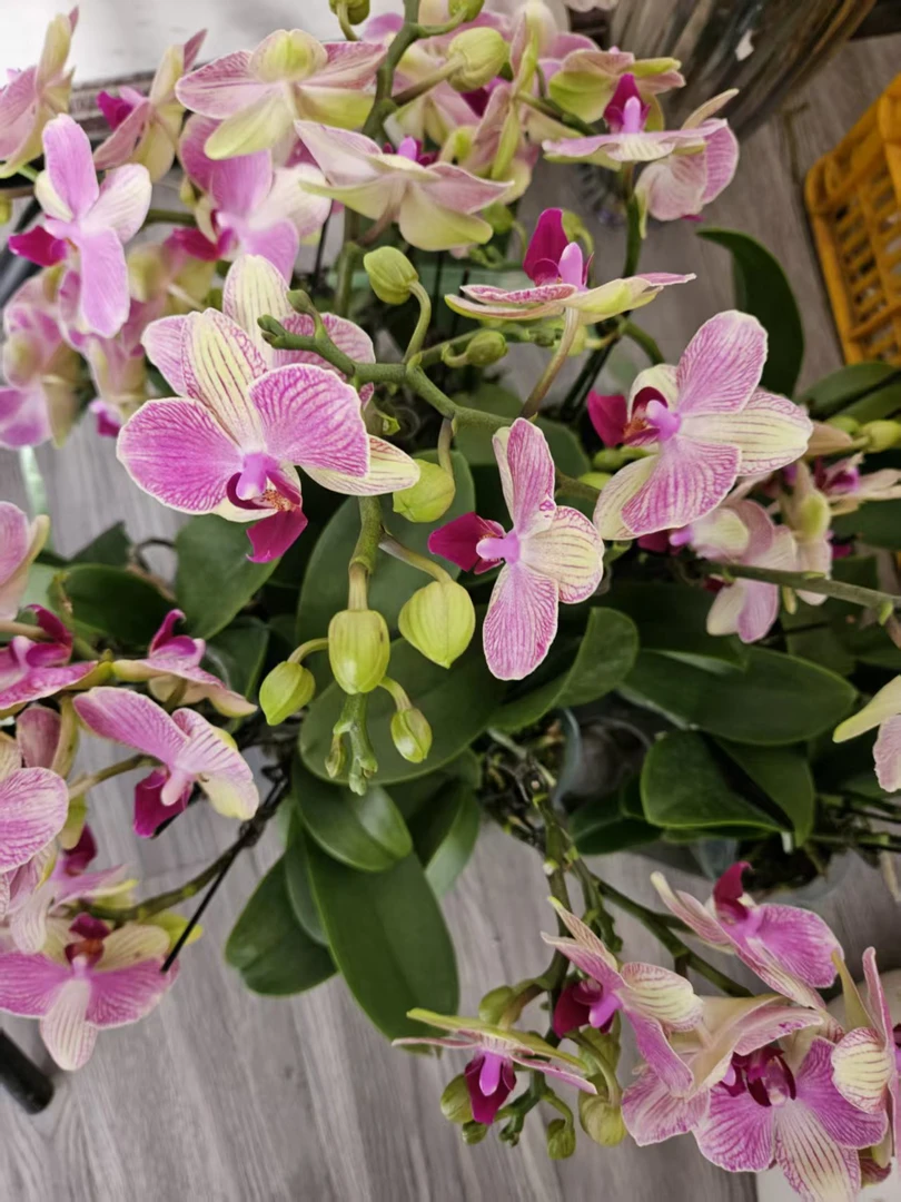 新款双色鸟蝴蝶兰绿植鲜花新鲜采摘基地直发好养
