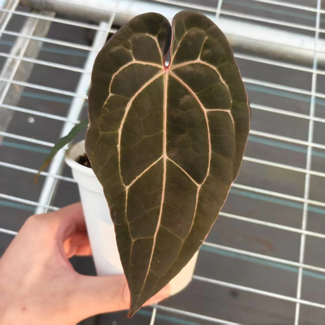 9号 黑桃x黑凤凰