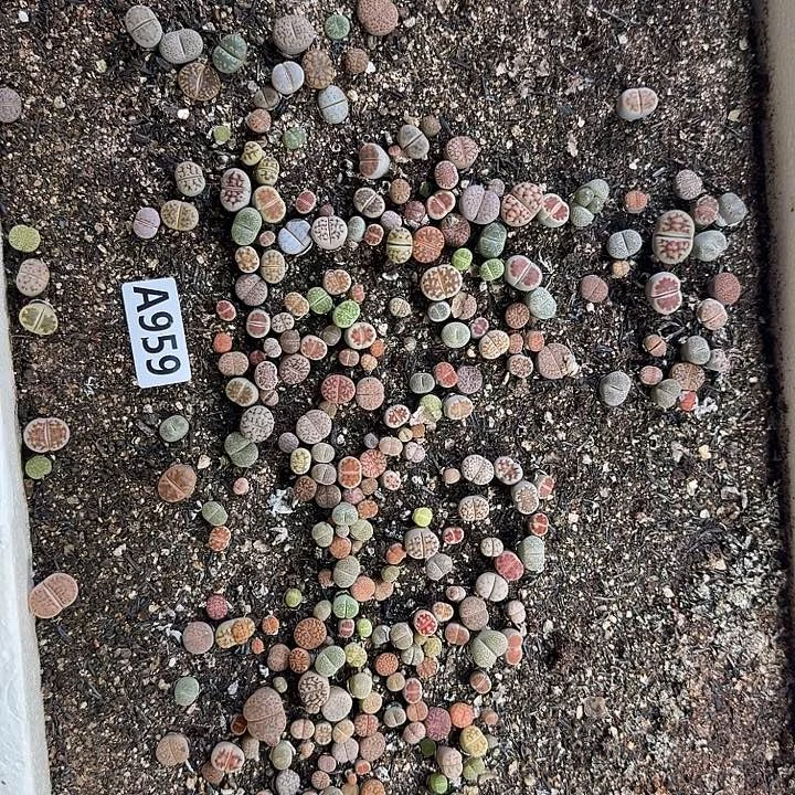 959生石花整筐脱土发货