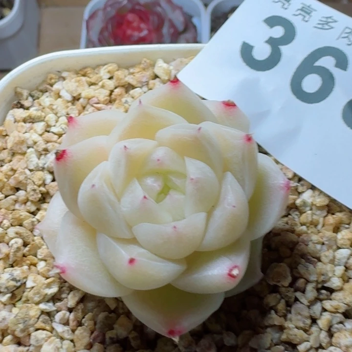 梨花白         精控精养多肉植物