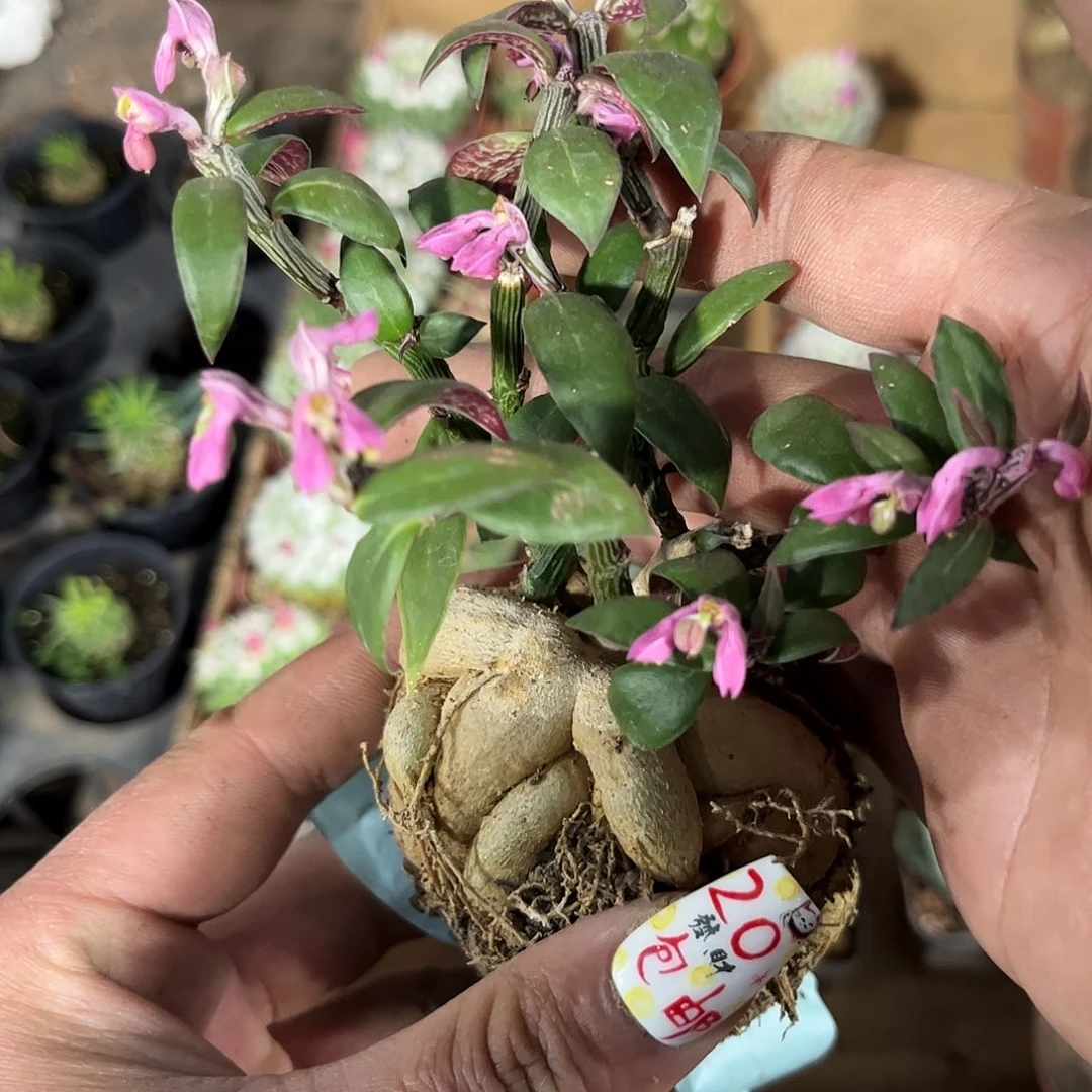 人生大吉有根发货有根