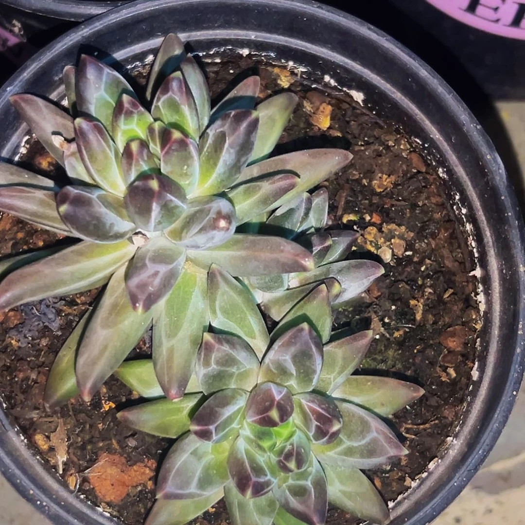 桔云多肉美人精品系列