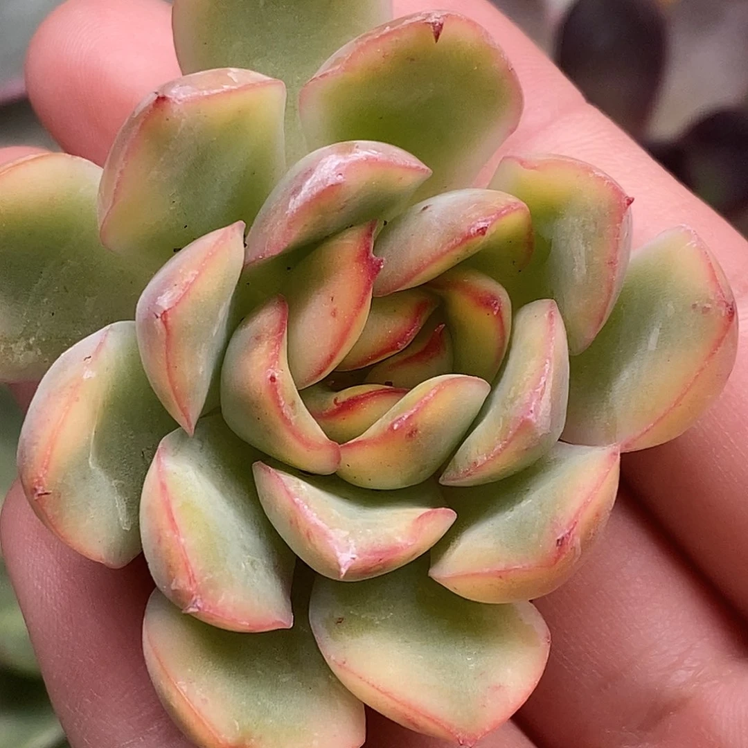 花月夜锦一物一拍，