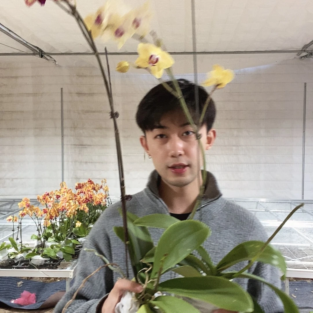 棉***花完全开放爸爸加油两颗