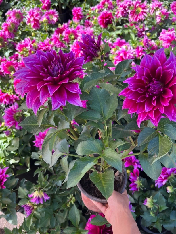 重瓣大丽花盆栽带花苞四季开花阳台庭院好养活植物