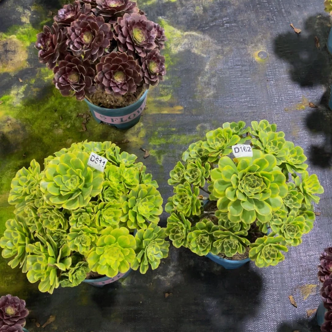 大***96110016200绿豆沙，特斯拉福利两颗