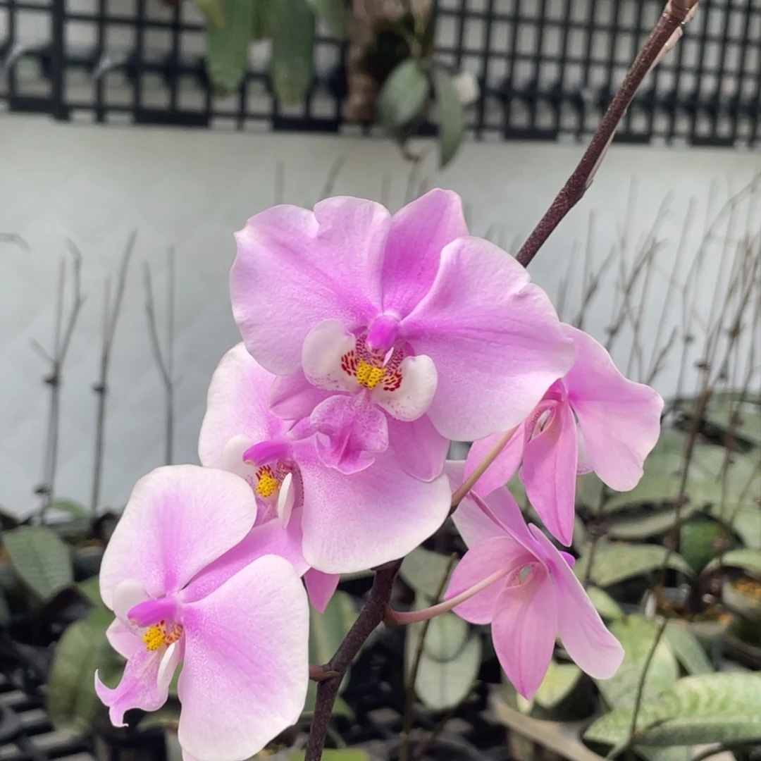 大部分开放少量花苞3.5特价西，有老化根