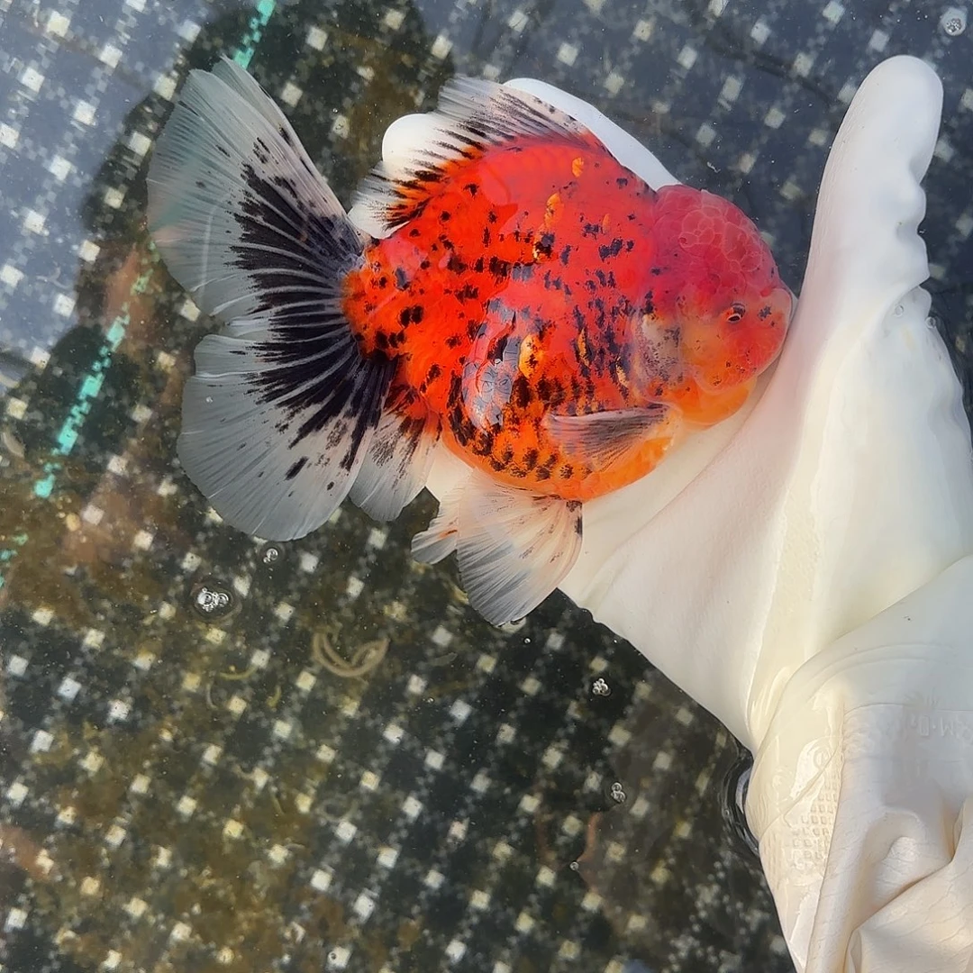 金鱼金鱼5818548854