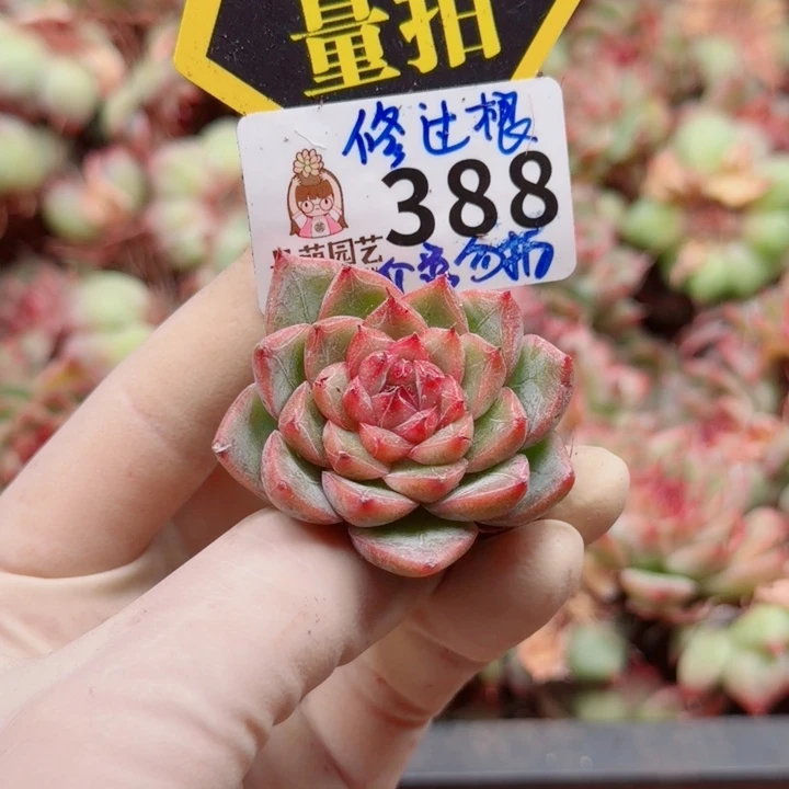 多肉植物多肉植物