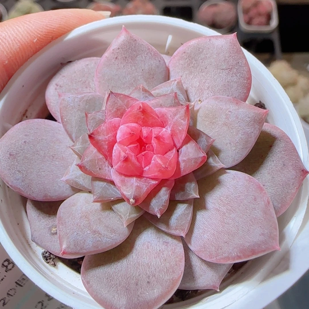花语多肉1228-187