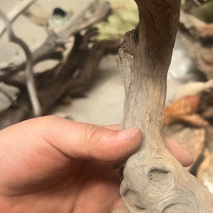 柏木（崖柏）1****9太行工艺品