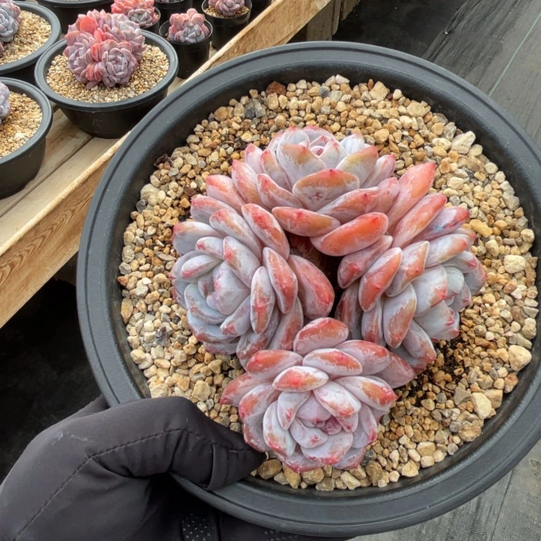 一物一拍不支持退换