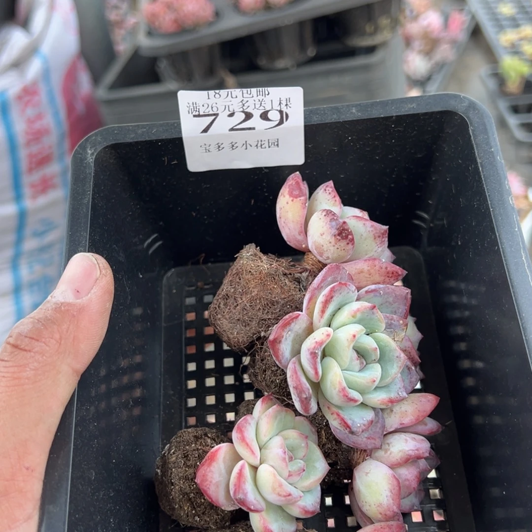 .***姐729号泡芙瑕疵款6颗量拍多肉满18元包邮下午发货