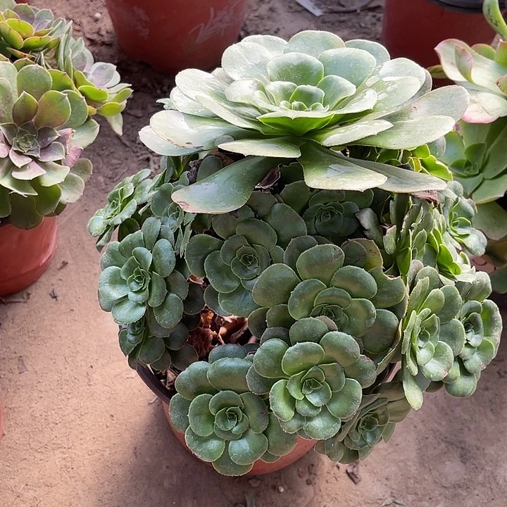 八尺玫瑰玫瑰玫瑰玫