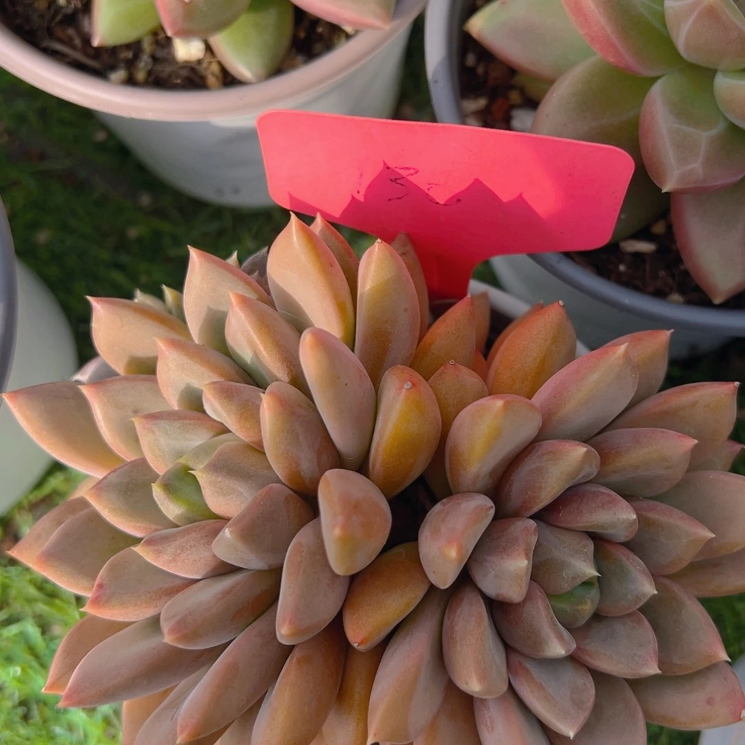 香玉的故事是一个人的故事