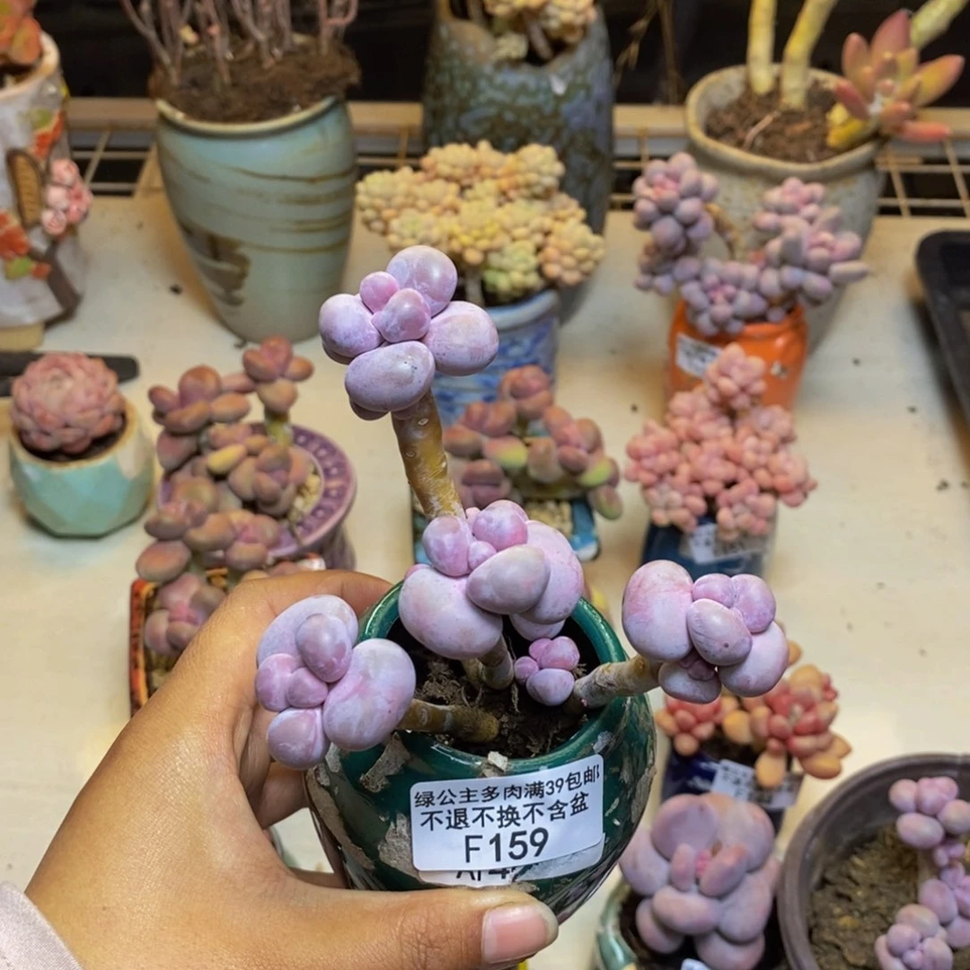 心****师159芭比奶多肉7c m