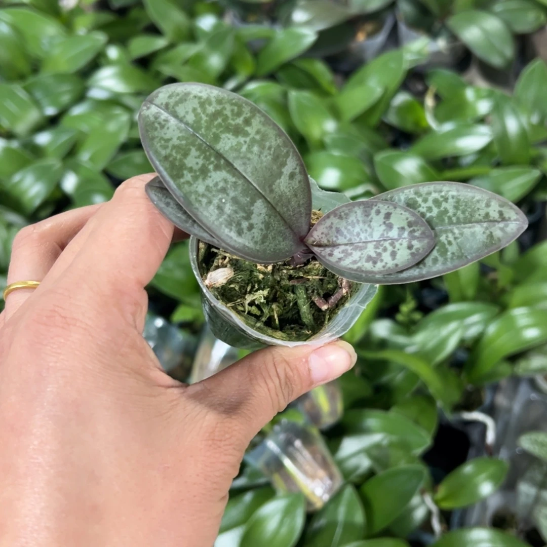 当前无花栽培后可以开花1.7西蕾丽凑单发货一颗不发货