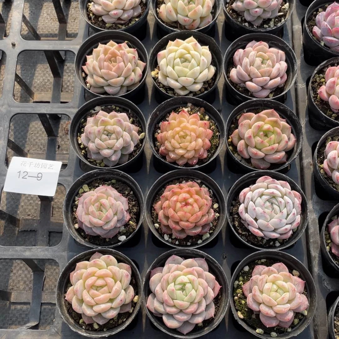 一物一拍18颗12-9