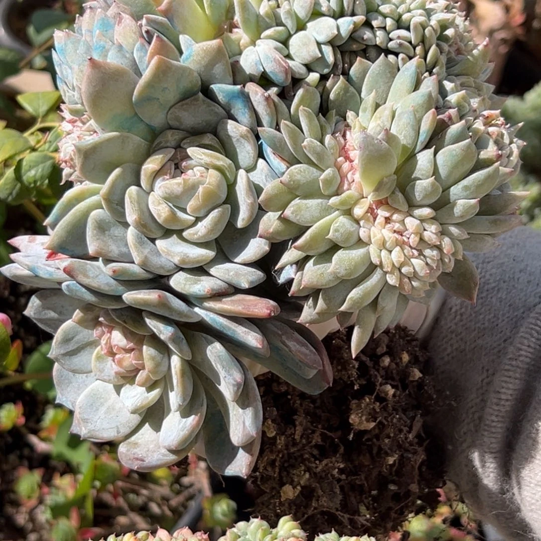 新年快乐 新年快乐