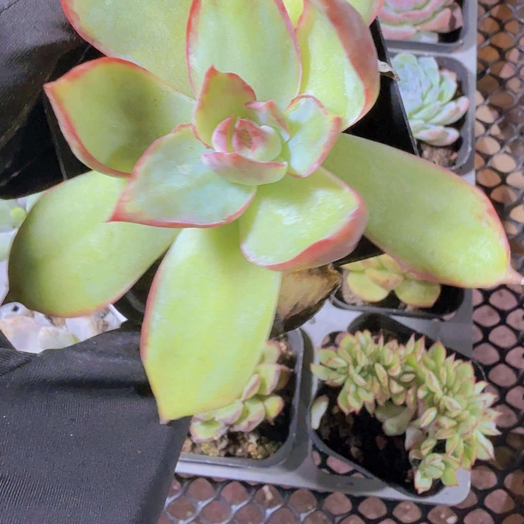 孤品福利多肉植物