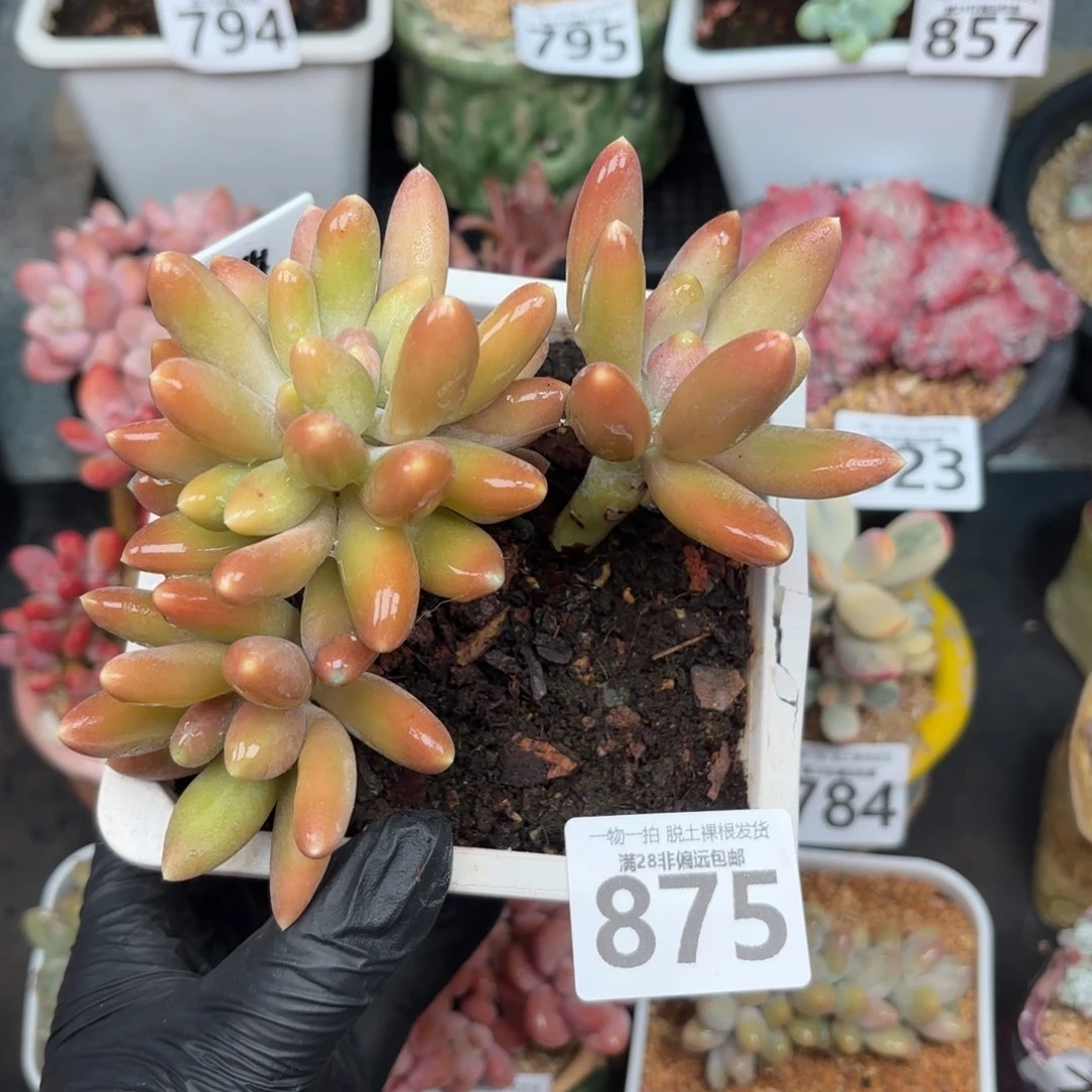 芒果奶缀化无盆土发货