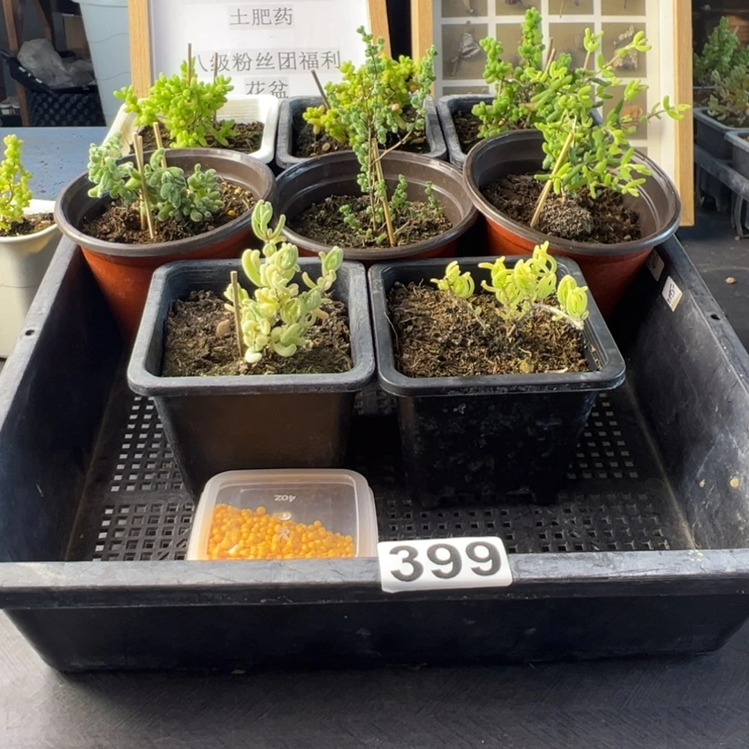 枝干番杏多肉植物399