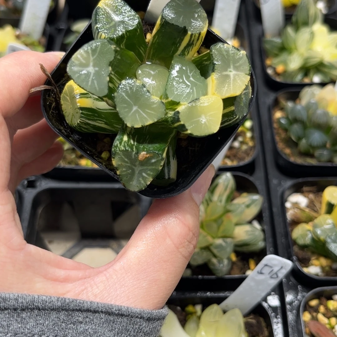 509级上斑玉龙万象锦一物一拍