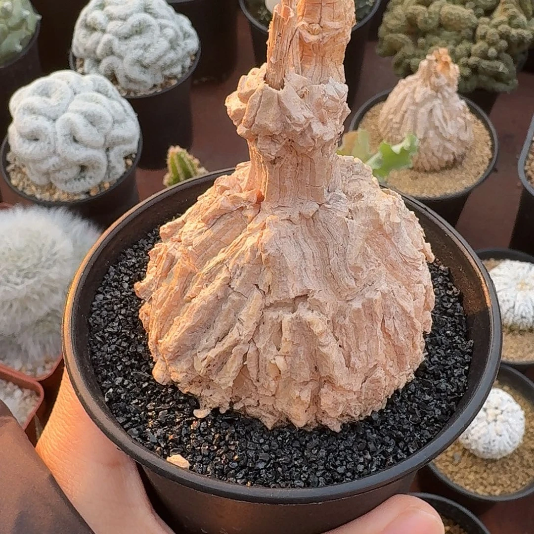 龟甲罗磨仙人球1234