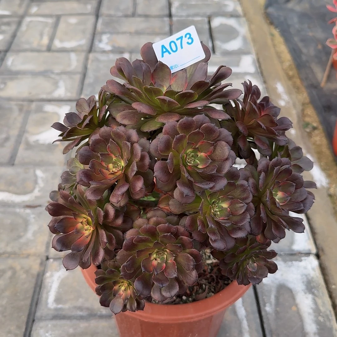 073烟花33333冠服24左右