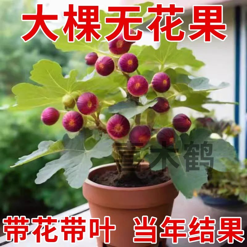 无花果树果苗特大果矮化水果盆栽南北方庭院阳台种植当年结果耐寒