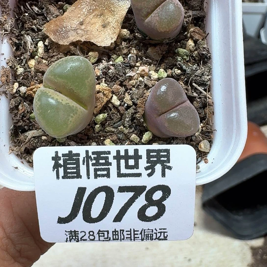 多肉植物的润泽额f g