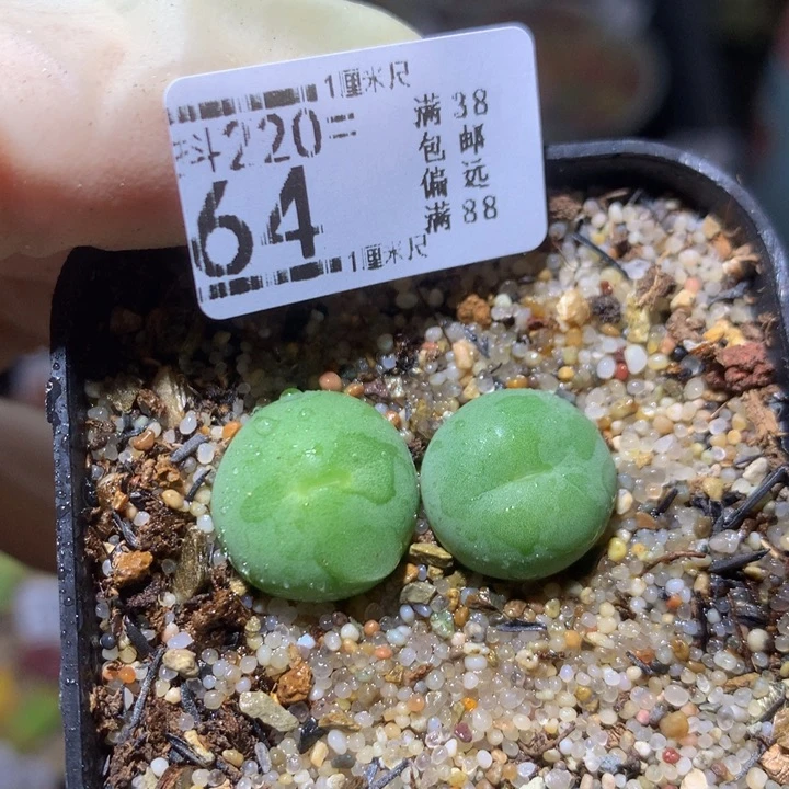 精品生石花220.64鸽子蛋