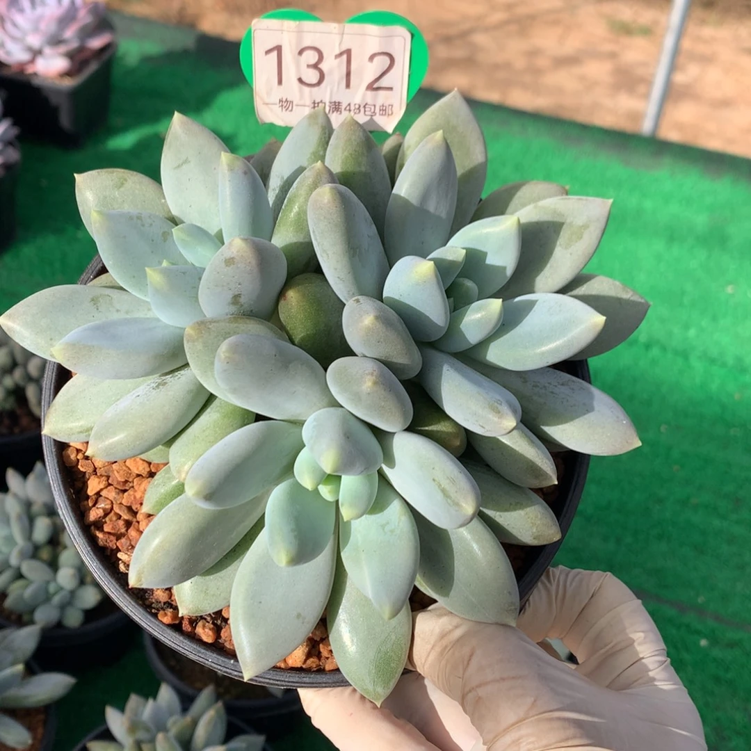 黄体哥特萝莉3头1312